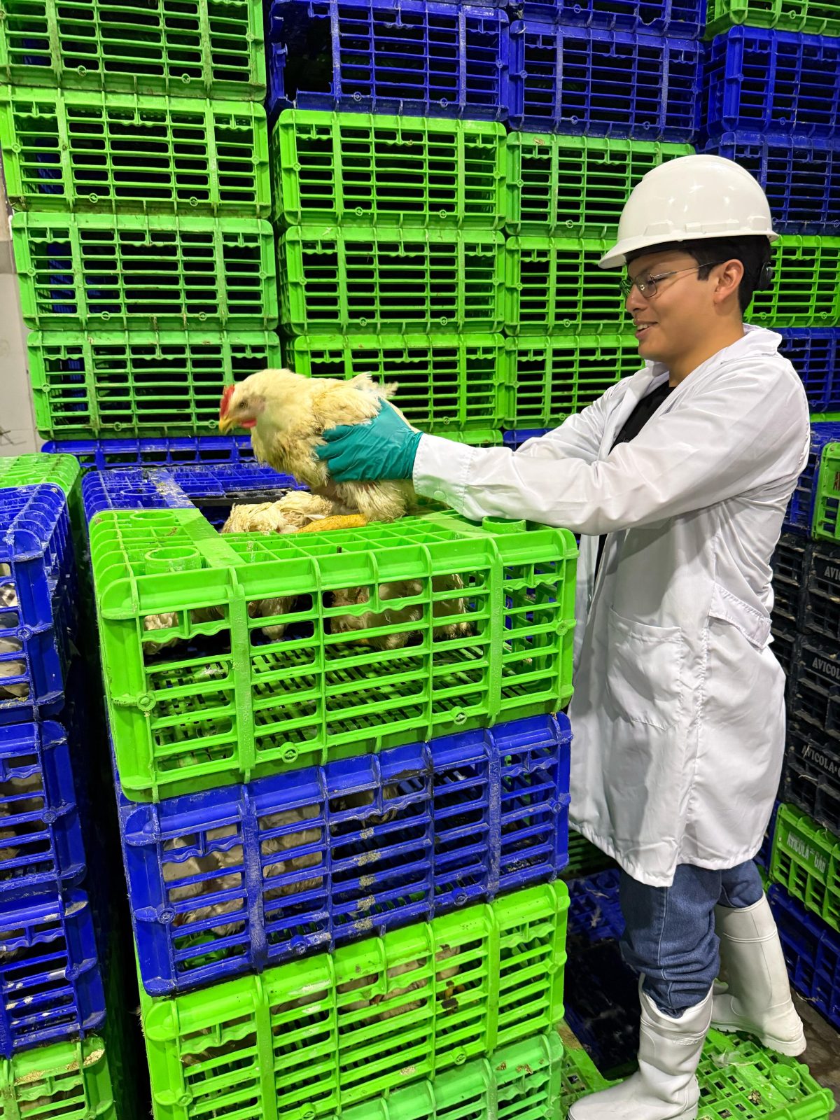 Colaborador con indumentaria sanitaria revisando un pollo vivo