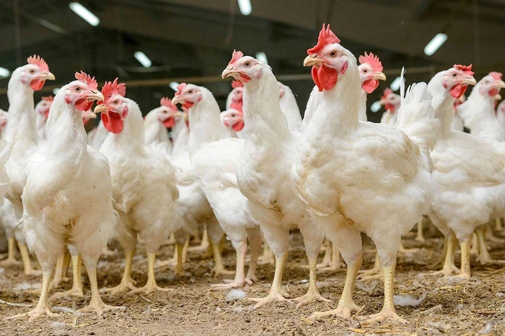 Pollos de engorde blancos, sanos y de buen tamaño en un galpón